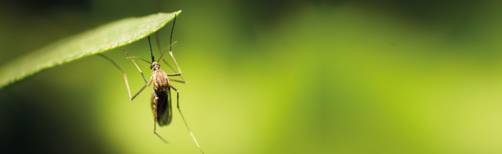 Dengue vaccinatie